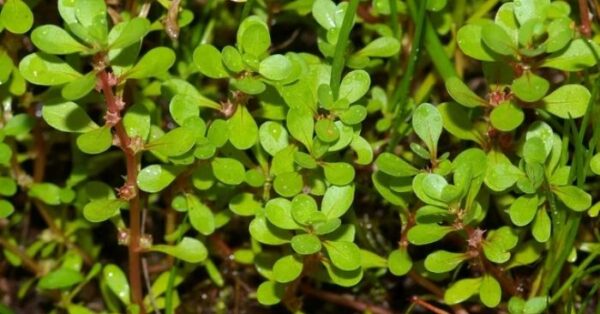 Por que você não deve matar a beldroega em seu jardim