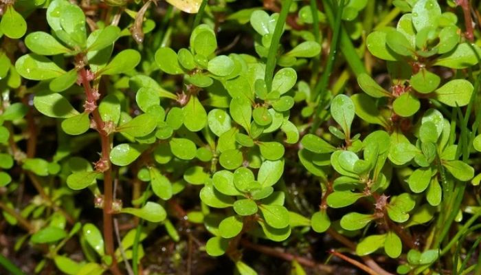 Por que você não deve matar a beldroega em seu jardim