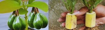 Cultivando um abacate! A melhor Técnica para brotar abacate 1