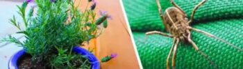 Essas Plantas afastam de casa escorpiões, aranhas e formigas 1