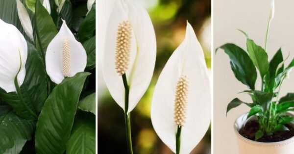 Lírio da paz, só com isso ela floresce até 10 anos seguidos