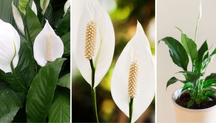 Lírio da paz, só com isso ela floresce até 10 anos seguidos