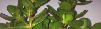 Esta planta encherá a sua casa de prosperidade. Se ela estiver 1