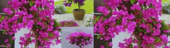Como cultivar buganvília em vasos e florescer durante todo ano