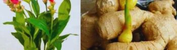 Como cultivar gengibre! Dica perfeita para sempre ter em casa
