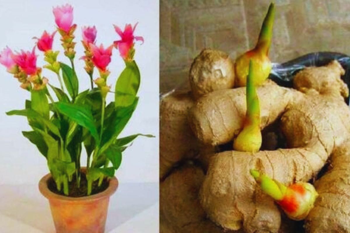 Como cultivar gengibre! Dica perfeita para sempre ter em casa