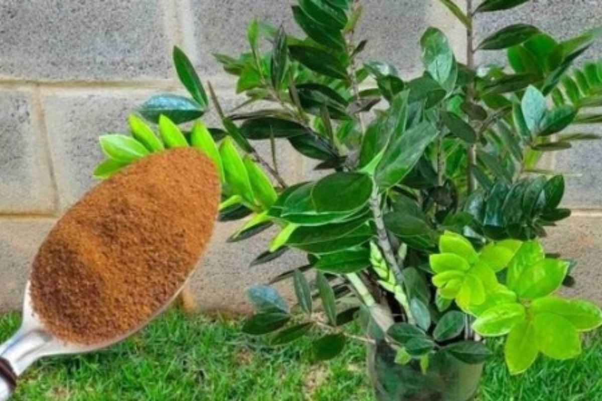 Adubo Caseiro Potente! Deixa as Plantas Mais Fortes e Saudáveis