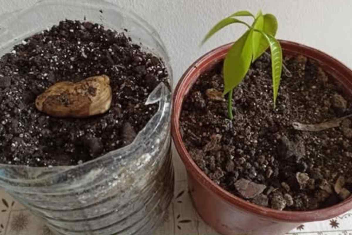 Como transformar um simples caroço de manga em uma planta majestosa