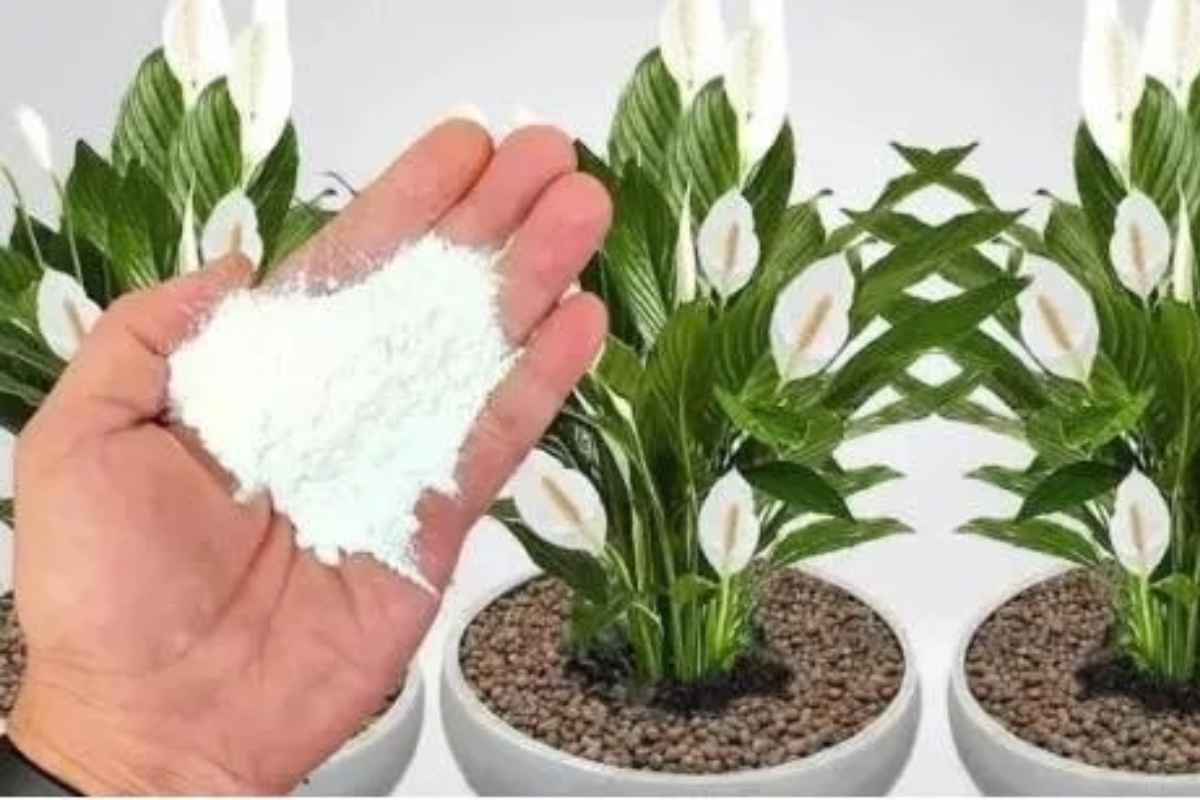 Misturinha Caseira para Fazer Plantas Florescerem! Para um Jardim Vibrante