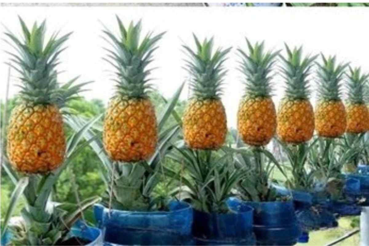 Como Cultivar Ananás e Abacaxi em Casa! Guia Completo para Colheitas Saudáveis