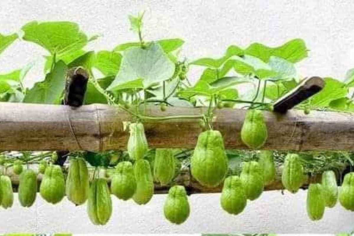 Como Cultivar Chuchu em Casa e Colher Centenas de Frutos Sem Esforço