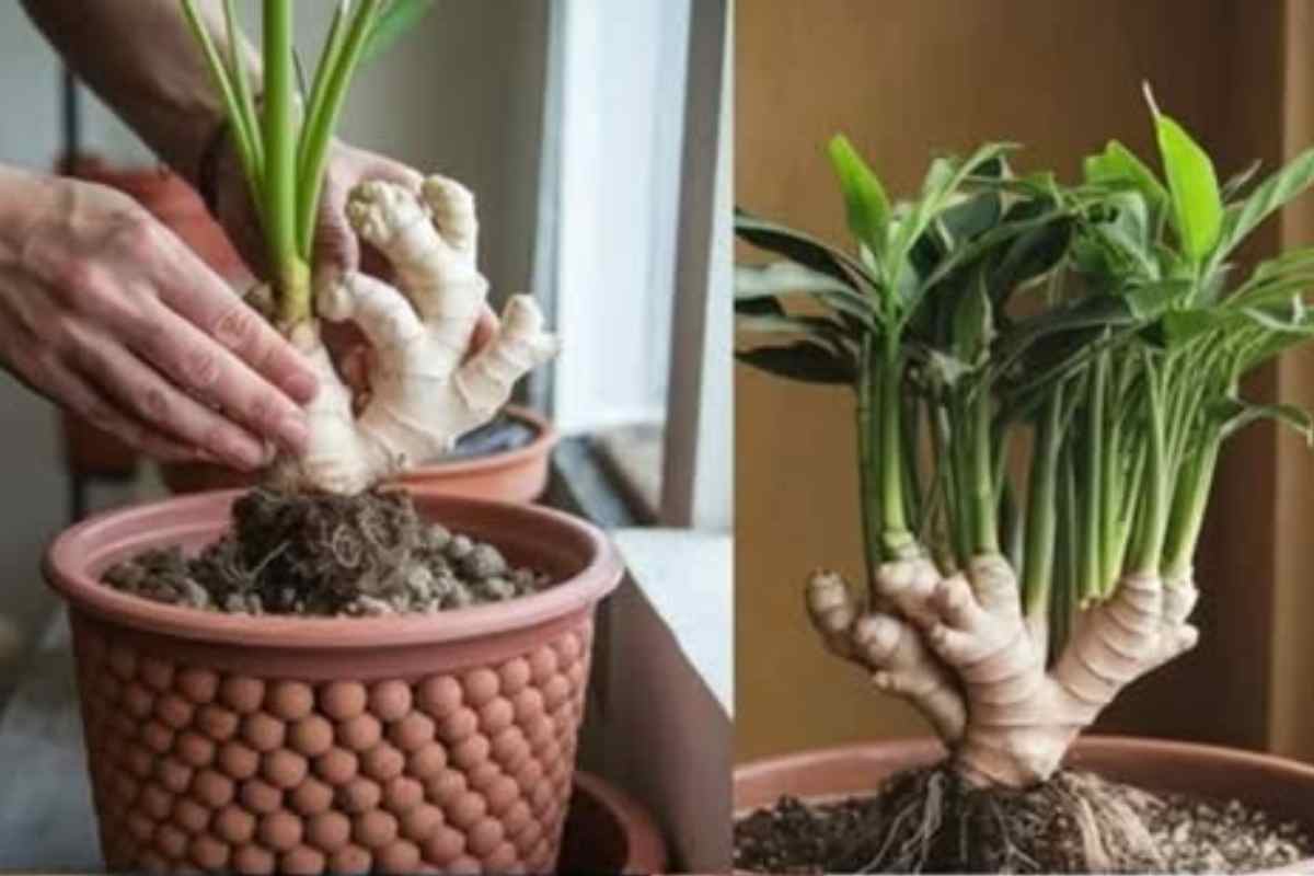Como Cultivar Gengibre em Casa para Garantir uma Colheita Contínua e Fresca