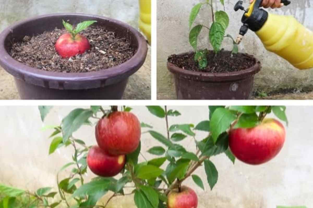 Como Cultivar uma Macieira em Casa a Partir da Maçã