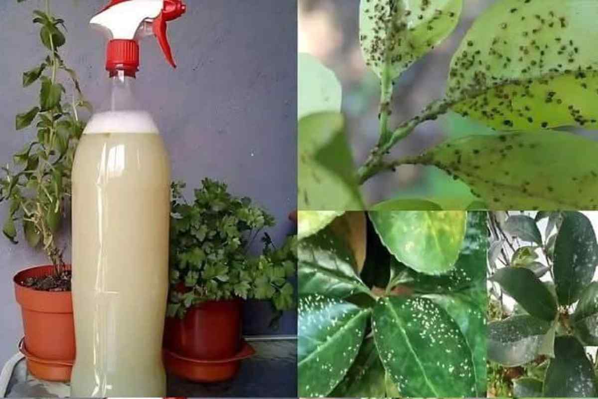 Eliminar Pulgões e Cochonilhas com Pesticidas Naturais! Soluções Simples e Eficazes