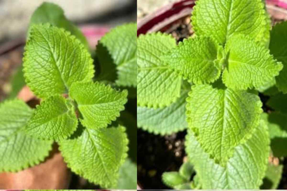 A Planta Milagrosa para a Saúde Integral