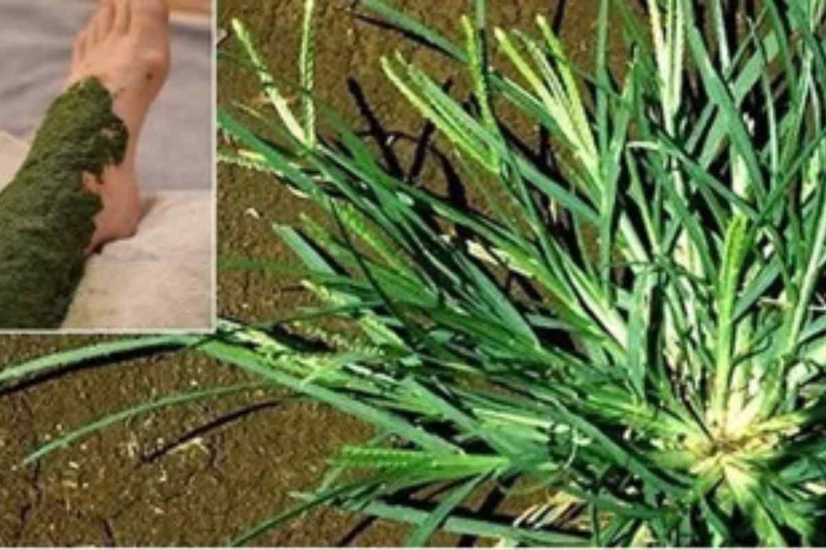Capim-Pé-de-Galinha! A Planta Milagrosa