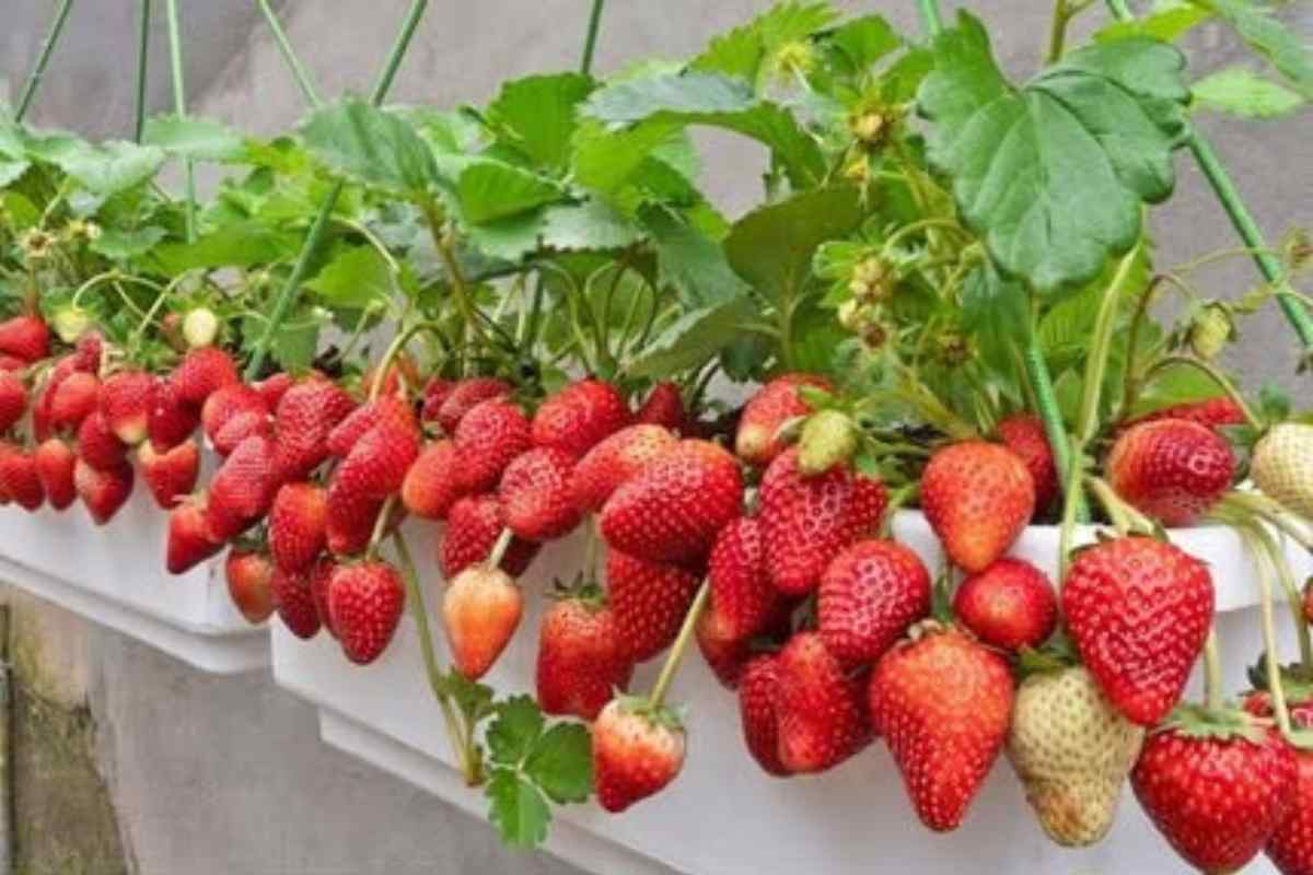 Como Cultivar Morangos em Casa! Durante Todo o Ano