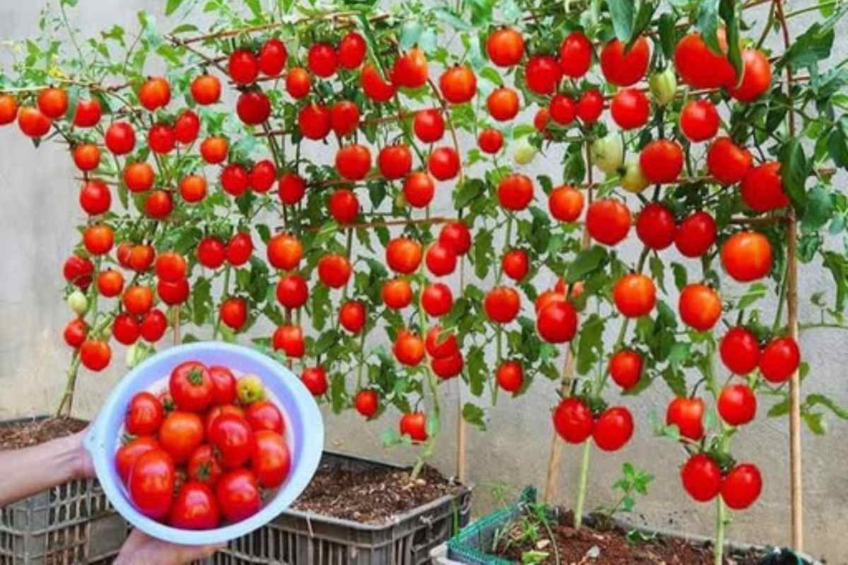 Como Cultivar Tomates Rapidamente e Conseguir Grandes Colheitas em Casa
