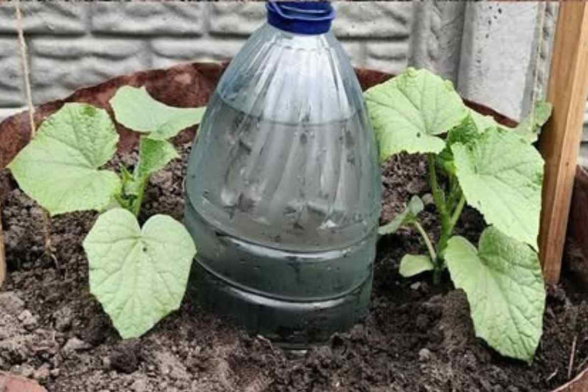 Como Deixar Seus Pepinos Bem Cuidados Durante as Férias! Sistema de Irrigação “Preguiçoso”