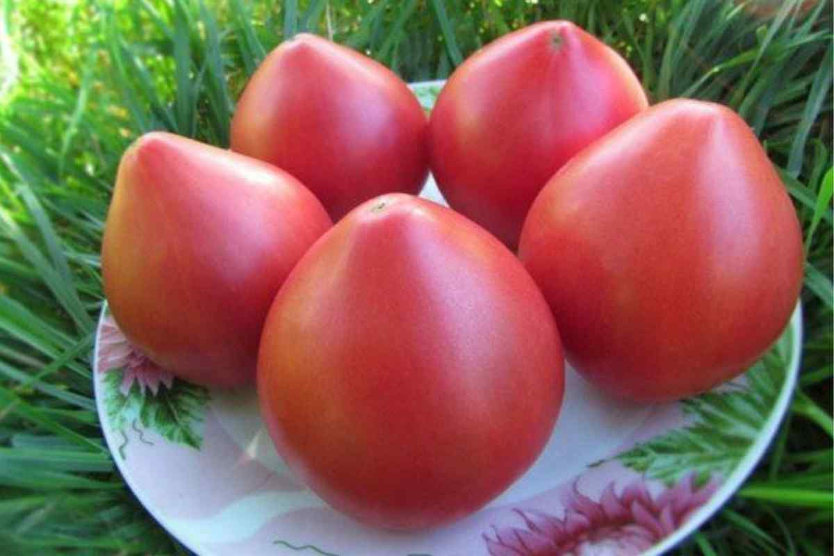 Como Fazer Seus Tomates Crescerem Muito Mais Rápido! Método Simples e Eficaz de Fertilização Natural
