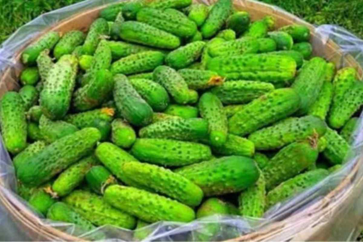 Como Maximizar a Colheita de Pepinos Usando Técnicas Eficientes para Uma Produção Saudável e Abundante