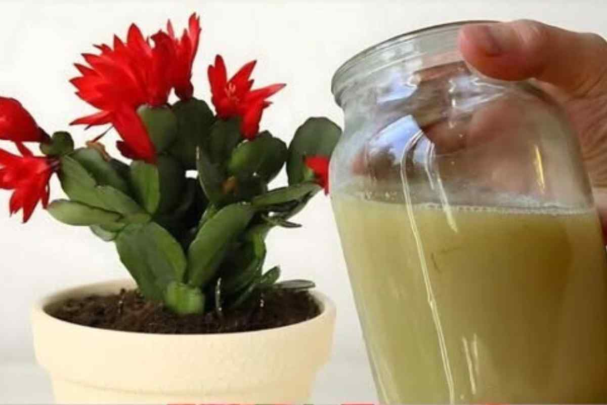 Como Preparar um Bioestimulante Caseiro para Flores e Mudas