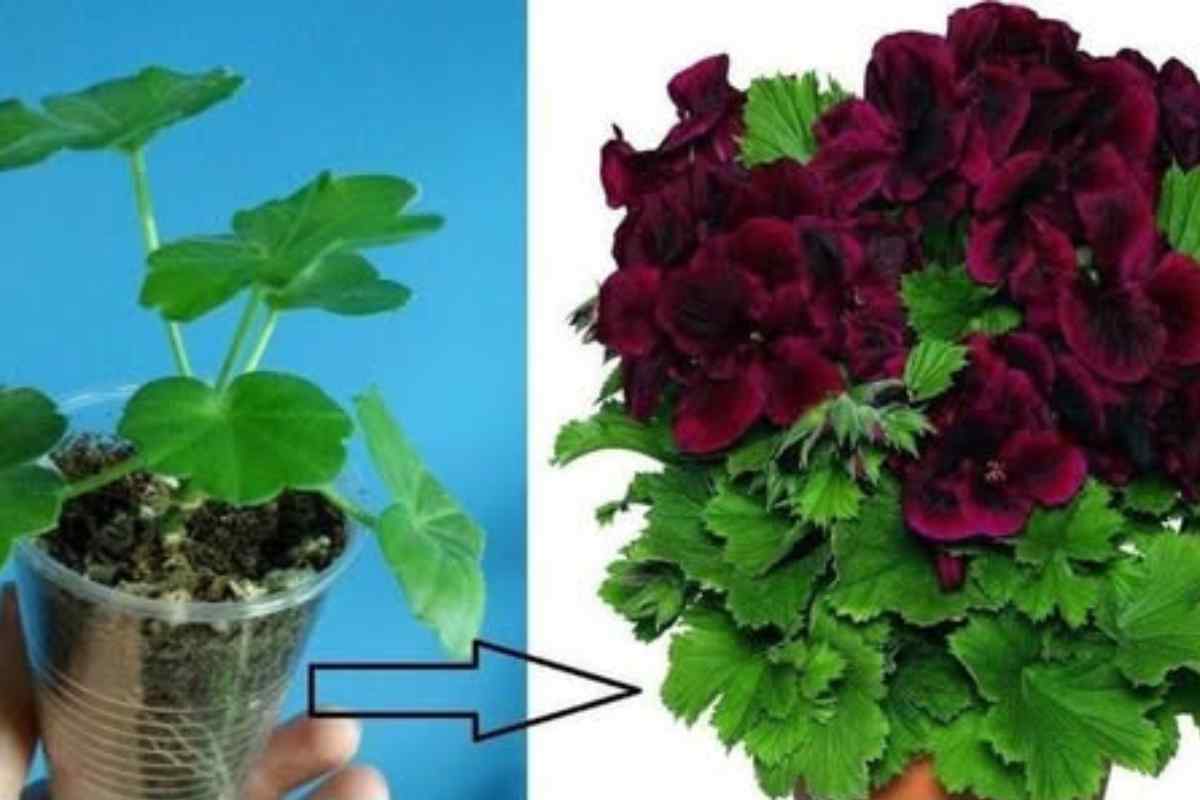 Como Rejuvenescer e Propagar Gerânios Velhos: Técnicas Simples e Eficazes para Dar Nova Vida às Suas Plantas
