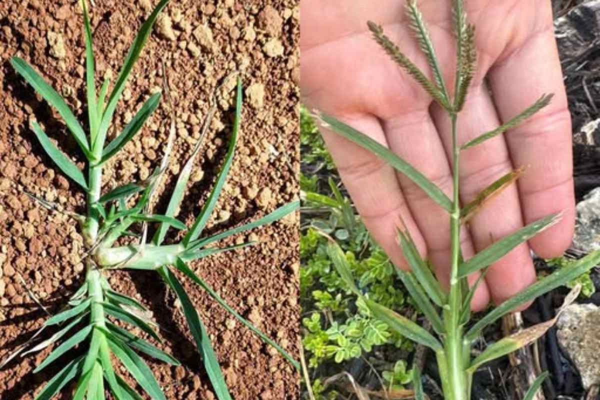Descobrindo os Segredos de uma Planta Milenar! Benefícios, Receitas e Curiosidades