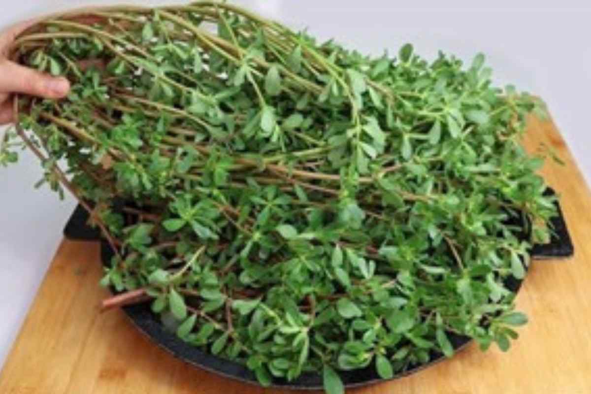 Essa Planta é Mais Gostosa Que Carne! Beldroega