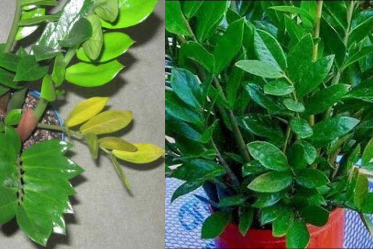 Isso Faz Explodir de Crescer! O Segredo que Transforma Qualquer Planta