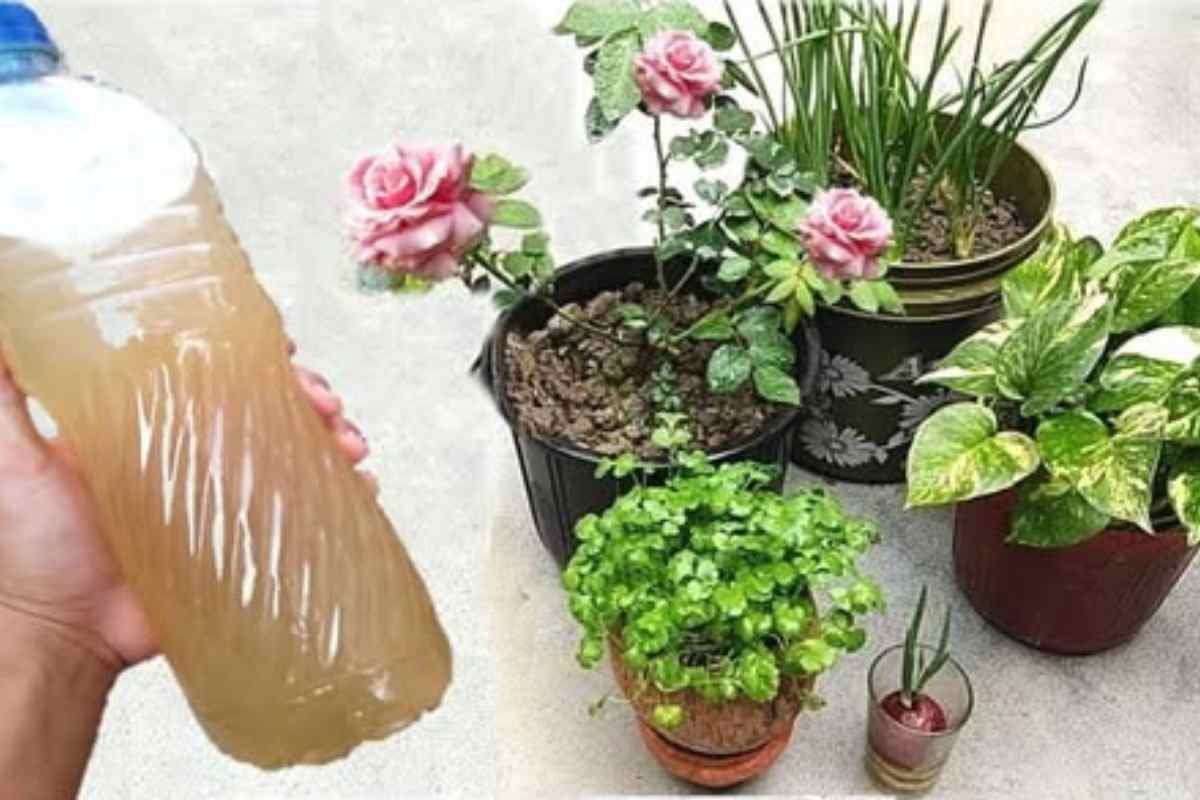 O Ingrediente Secreto que Fará Suas Plantas Crescerem 5x Mais Rápido