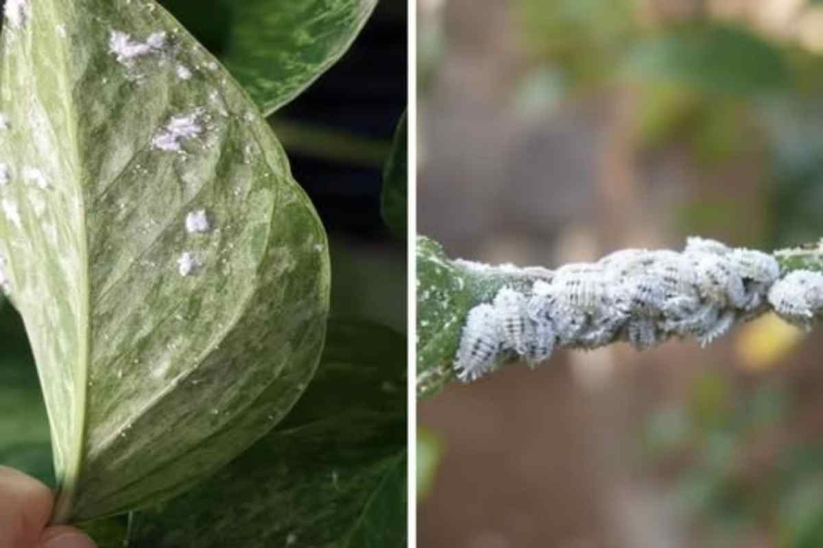 O Poderoso Remédio Caseiro para Pulgões! Inseticida Natural