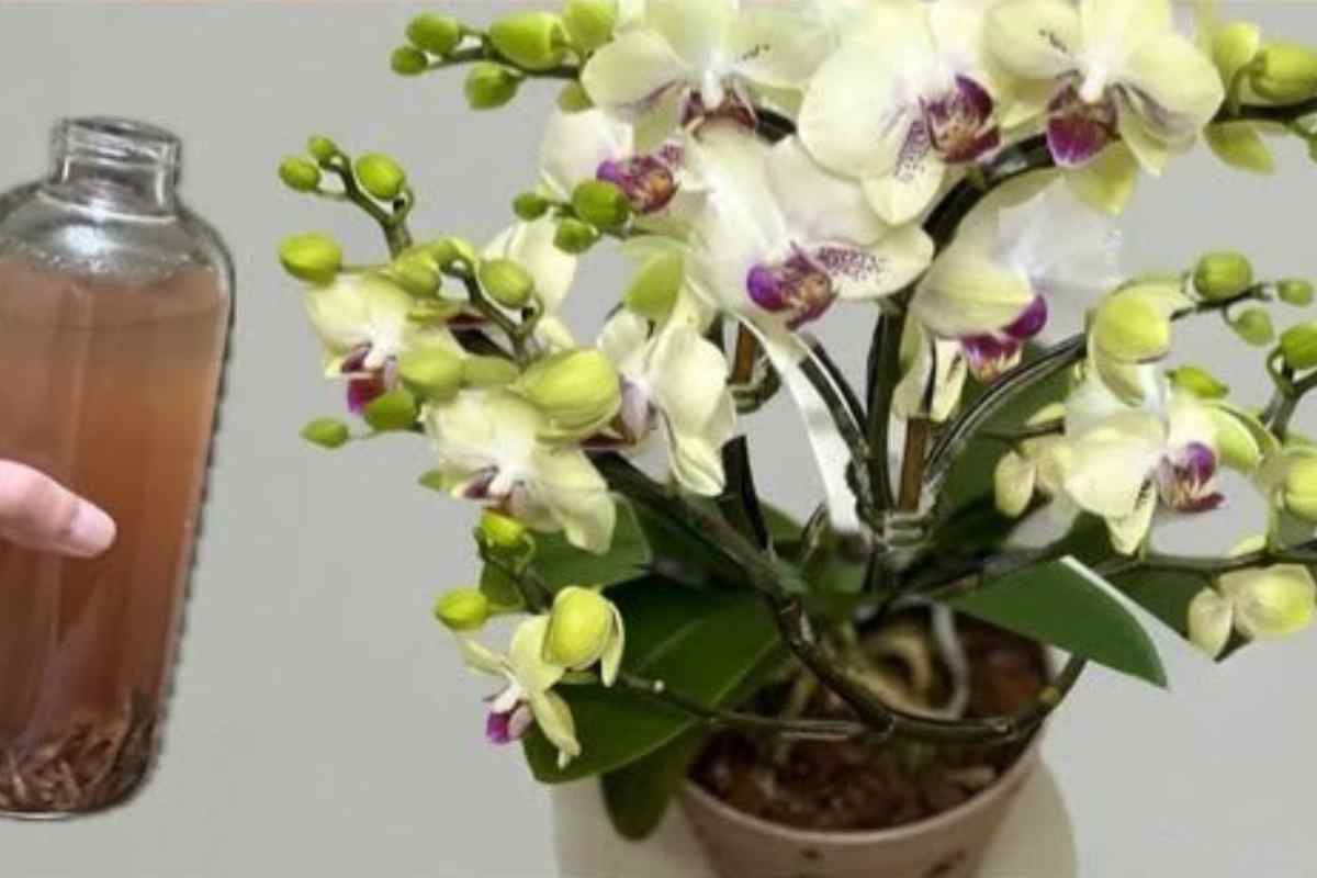 O Segredo da Mistura Caseira para Fazer Suas Orquídeas Florescerem Rápido