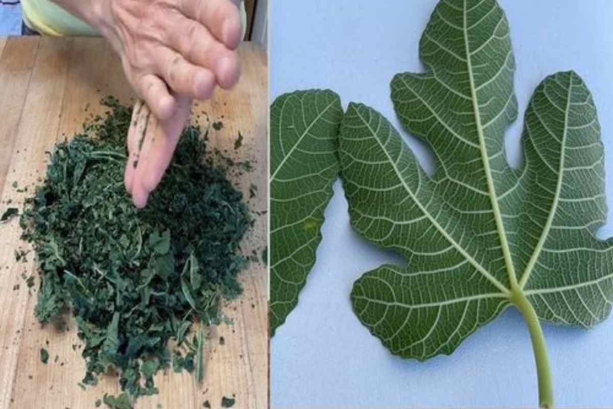 Os benefícios das folhas de figueira e todas as formas de utilizá-las