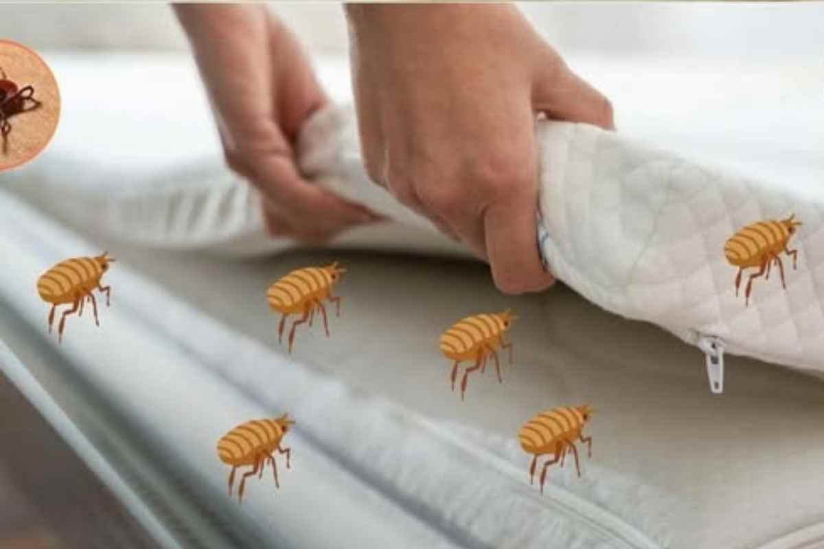 Se o colchão está cheio de ácaros então faça isso! um método caseiro eficaz para eliminar pragas e manter seu ambiente saudável