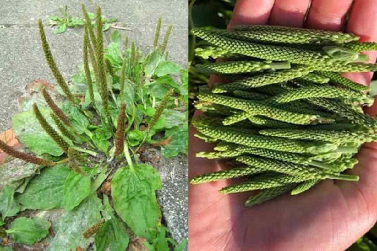 Se você ver esta planta, você tem ouro e nem sabe disso