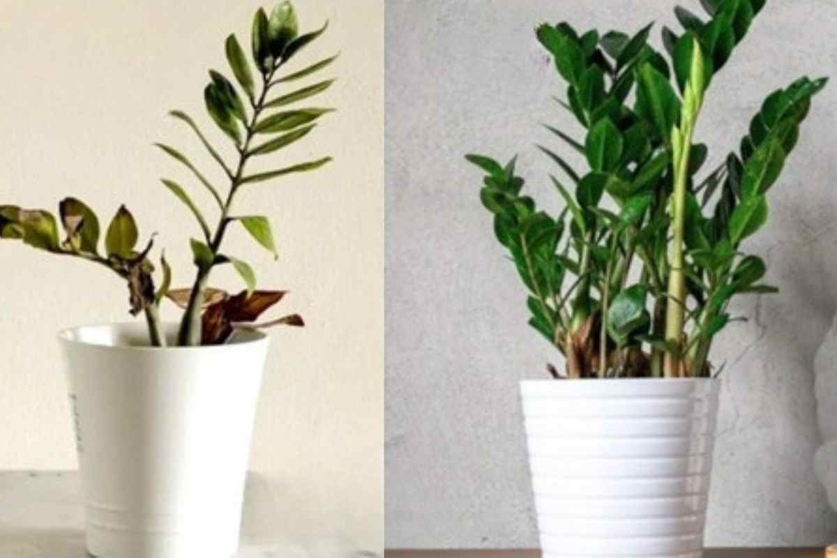 Só Um Copo Faz Explodir de Crescer e Florir Qualquer Planta Feia