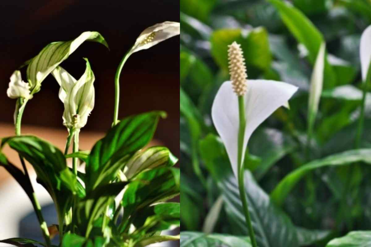 Só uma Colher Faz o Lírio Ficar Lindo e Florescer Muito Mais Rápido