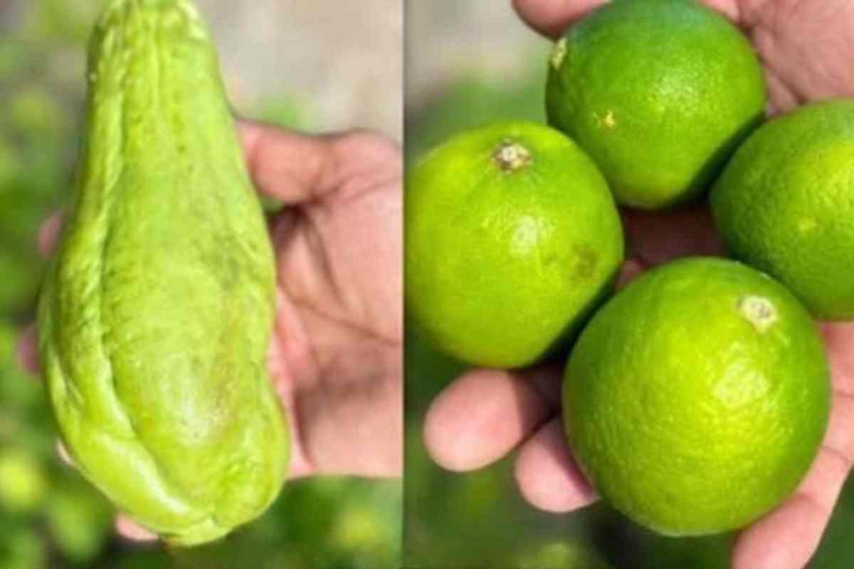 Descubra o Poder do Suco de Chuchu com Limão