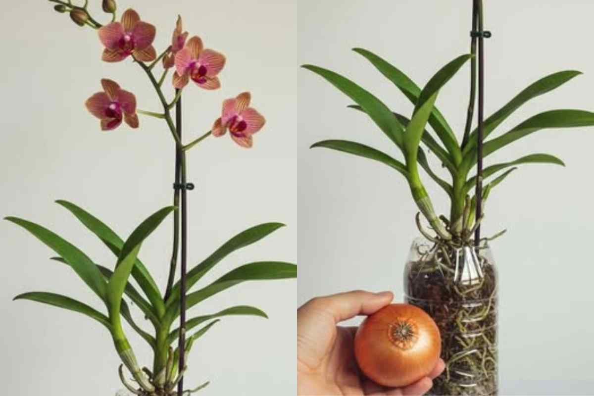 Adubo de casca de cebola: o segredo natural para orquídeas