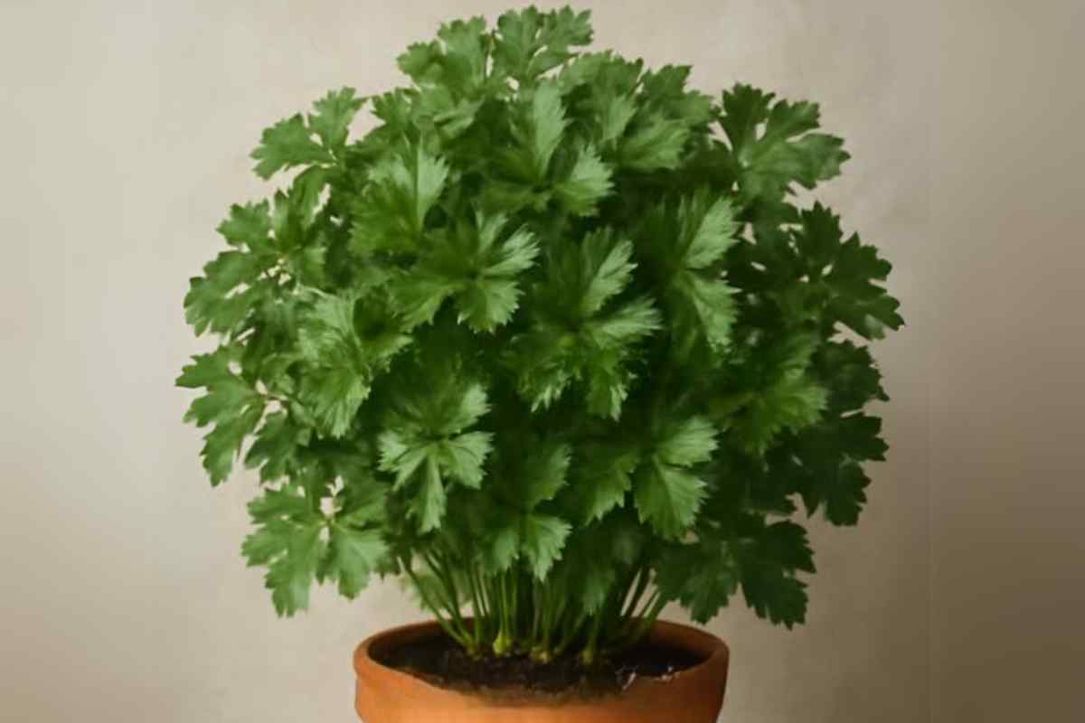 Como fazer sua salsinha crescer o ano todo com um adubo poderoso e natural
