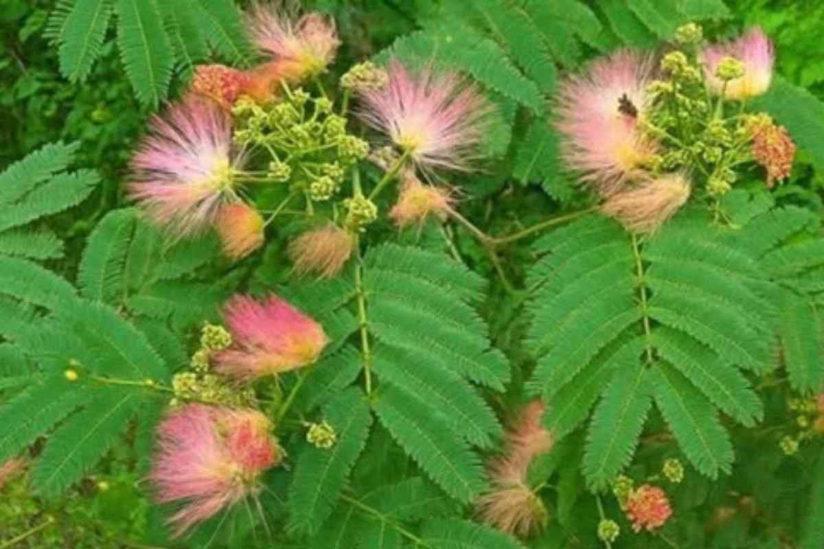 Encontrar Essa Planta É Melhor Que Ganhar Dinheiro