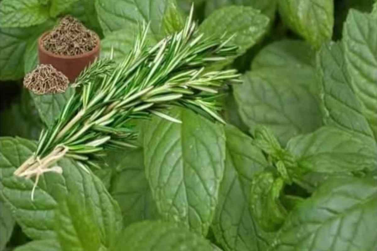 A Forma Natural de Recuperar a Cartilagem dos Joelhos e Quadril