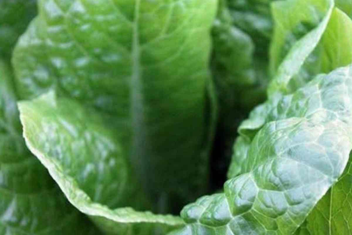 A milagrosa planta que trata psoríase, eczema, dermatite e outras doenças