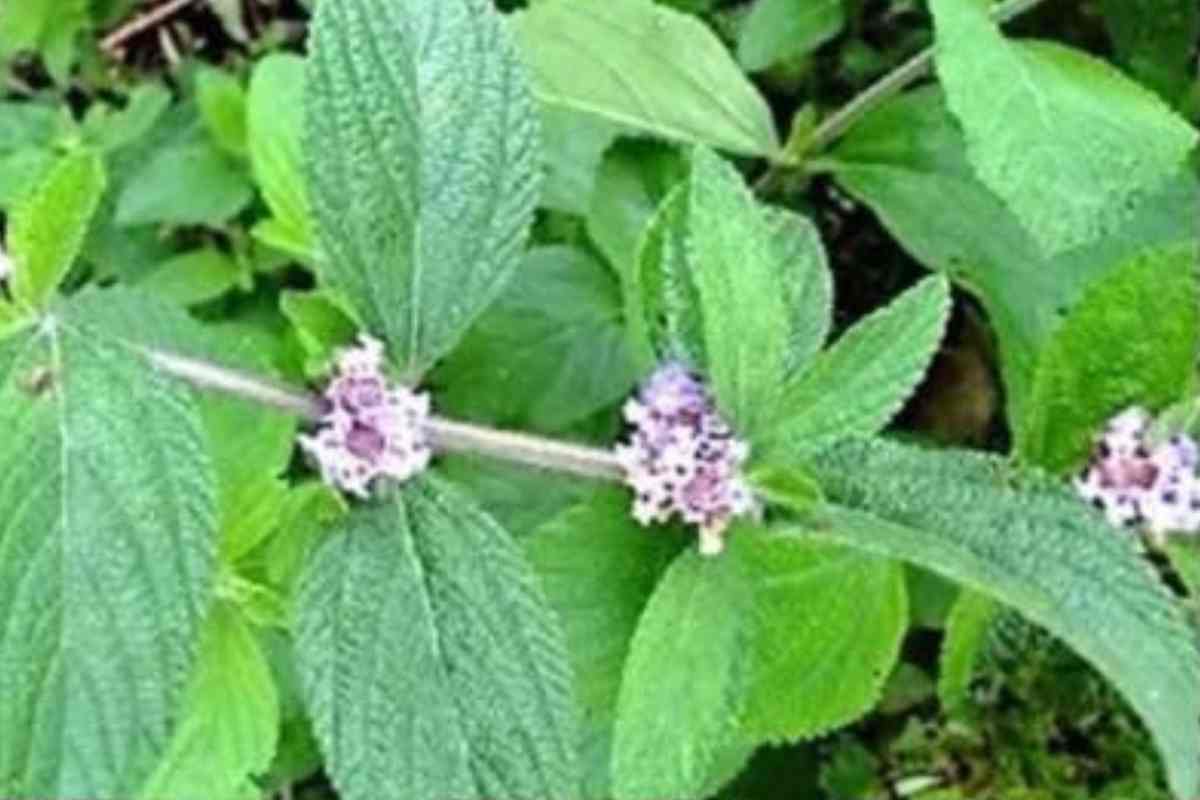 Esse Segredo é uma Mina de Ouro! Com Apenas 2 Folhas Dessa Planta