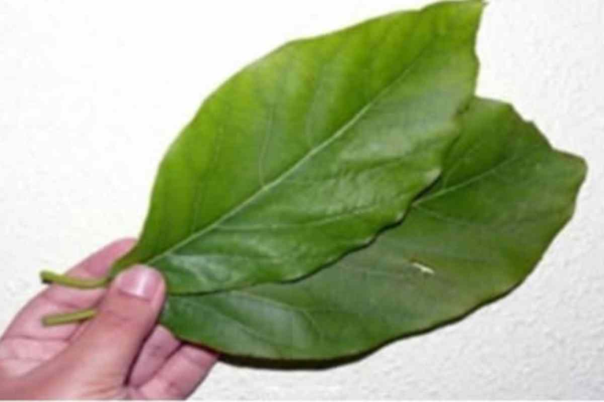Folha Milagrosa! Regula a Pressão, Limpa os Rins e Estimula a Produção Natural de Insulina