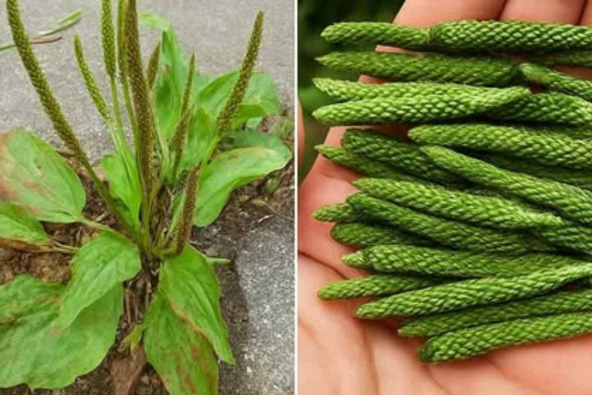 Nunca Pise Nessa Planta! Você Está Ignorando Uma Mina de Ouro Natural