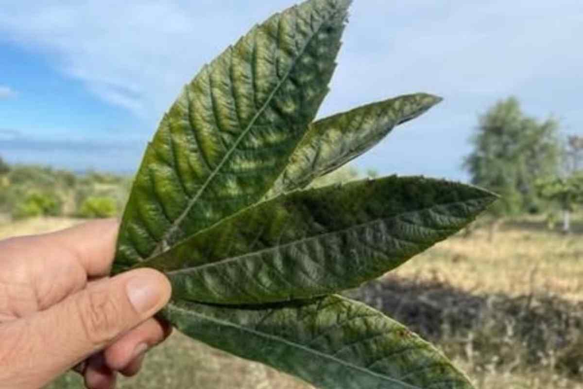 O poder da folha de nespereira ajuda equilibrar sua saúde naturalmente
