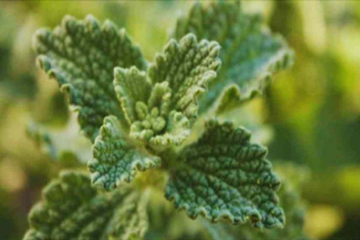Planta Poderosa que Recupera o Fígado, Protege a Vesícula