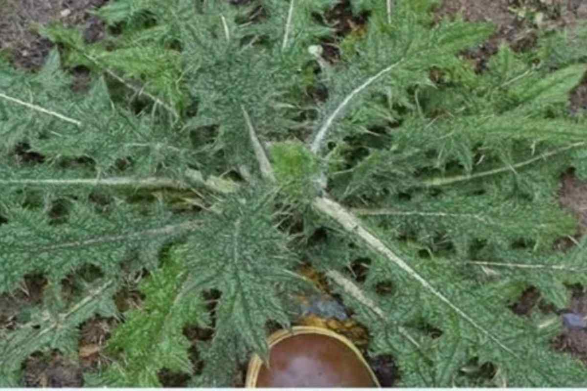 Você já viu essa planta antes, mas não sabia que a raiz tem um poder medicinal surpreendente
